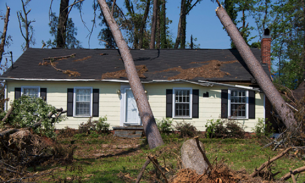 Tree and Debris Removal